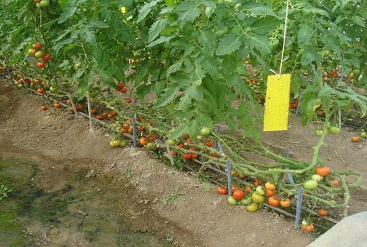 گلخانه تولید گوجه فرنگی در قزوین نشان حد مجاز آلاینده گرفت