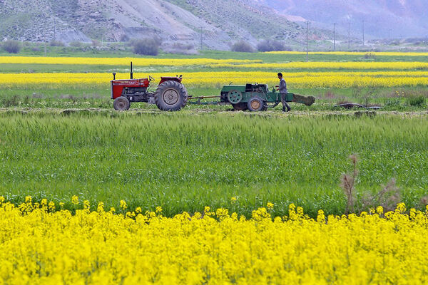 برداشت کلزا از سطح کشتزارهای خراسان شمالی آغاز شد 