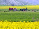 برداشت کلزا از سطح کشتزارهای خراسان شمالی آغاز شد 