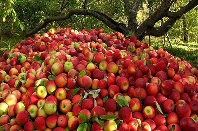 آذربایجان غربی، قطب اول سیب درختی ایران 