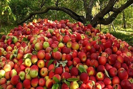 آغاز خرید توافقی سیب درختی درجه سه در فارس