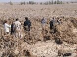 بازدید از باغات پسته آسیب دیده شهرستان رفسنجانبا حضور تعدادی از اعضاء کمیسیون کشاورزی  مجلس 