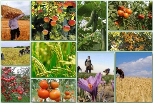تولید محصولات کشاورزی از طریق پژوهش به ۱۳۵ میلیون تن رسید