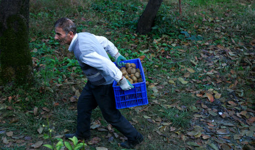 بویِ خوشِ دسترنج؛ نغمه‌ نان و کیوی