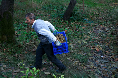 بویِ خوشِ دسترنج؛ نغمه‌ نان و کیوی