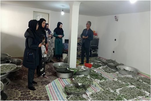 برداشت سه تن پیله تر کرم ابریشم در شهرستان خداآفرین