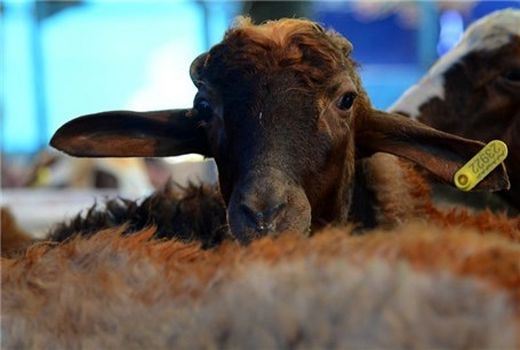 دام‌ سبک بدون پلاک از بهمن‌ ماه قاچاق محسوب می‌شود