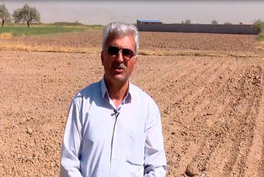 کشت کلزا در 3500 هکتار از اراضی آذربایجان شرقی