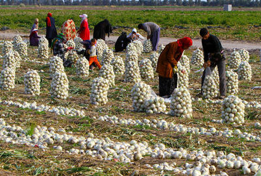 انتخاب برند 