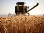 75 درصد از مطالبات گندمکاران با عاملیت بانک کشاورزی تسویه شد