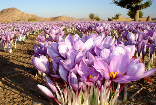 ۹۲ هکتار از اراضی زراعی بافق زیرکشت زعفران