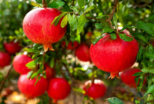  تولید انار در بیضاء به 6900 تن می‌رسد