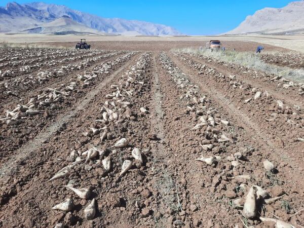 آغاز برداشت چغندر قند از اراضی کشاورزی شهرستان فارسان