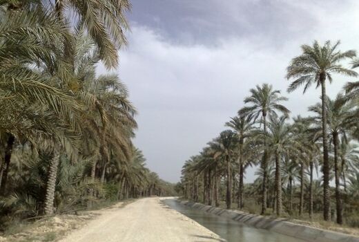 آموزش بهداشت نخلستان در خرمشهر