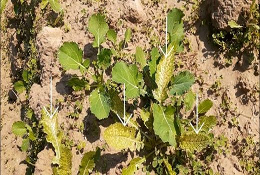 کنترل خردل وحشی در کلزا نوید بخش توسعه کشت 