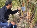 آغاز طرح شجره طیبه در جهرم با نامگذاری نخل‌ها به نام شهیدان