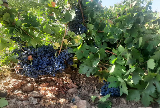 کشت انگور شانی، راهکاری برای مقابله با کم‌آبی در فرخشهر استان چهارمحال وبختیاری