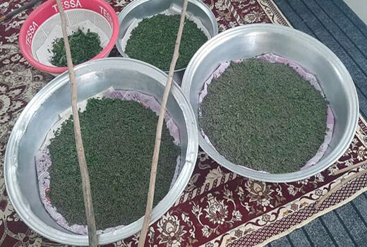 توزیع 28 جعبه تخم نوغان در شهرستان خداآفرین