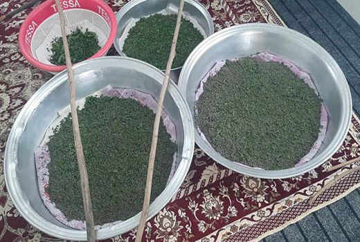 توزیع 28 جعبه تخم نوغان در شهرستان خداآفرین