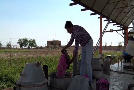 آغاز گلاب گیری در آران و بیدگل