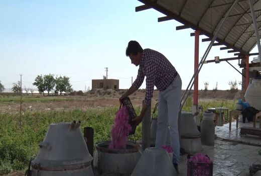 آغاز گلاب گیری در آران و بیدگل