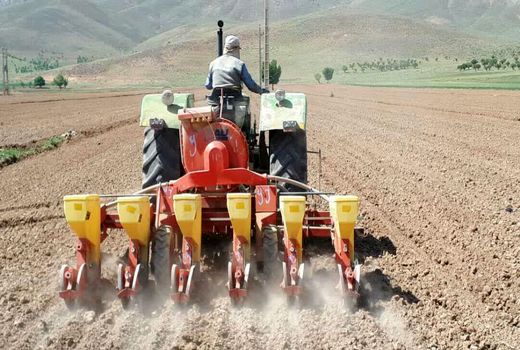۲۲۰ هکتار از اراضی کشاورزی بخش دزک به کشت چغندر قند اختصاص یافت