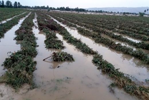 خسارت سیل به بخش کشاورزی مُهر 