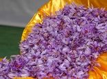 زعفران سرایان نیازمند نگاه ویژه