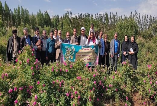 بهار گل‌های محمدی در شهرستان مرند با برداشت بیش از 846 تن محصول