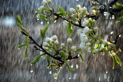 میانگین بارش‌ها از ابتدای سال زراعی به ۱۷۵ میلی متر رسید