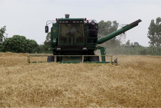 خریداری 23 هزار تن گندم از کشاورزان بهشهری 