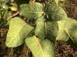 آفت‌کش گیاهی پسیل پسته جایگزینی کم‌خطر برای سموم شیمیایی است/۳۵۰میلیون دلار ارزش با  مصرف ۷ درصد