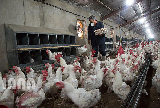 یک واحد پرورش مرغ تخم‌گذار در ایوانکی افتتاح شد