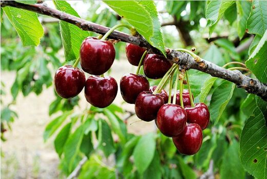 برداشت ۲۰ هزار تن گیلاس و آلبالو در کردستان