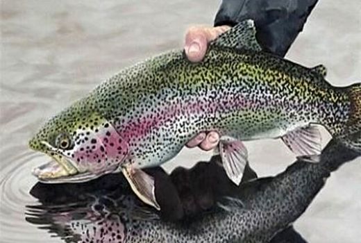 تولید نسل سوم قزل آلا SPF برای تولید تخم چشم زده کیفی