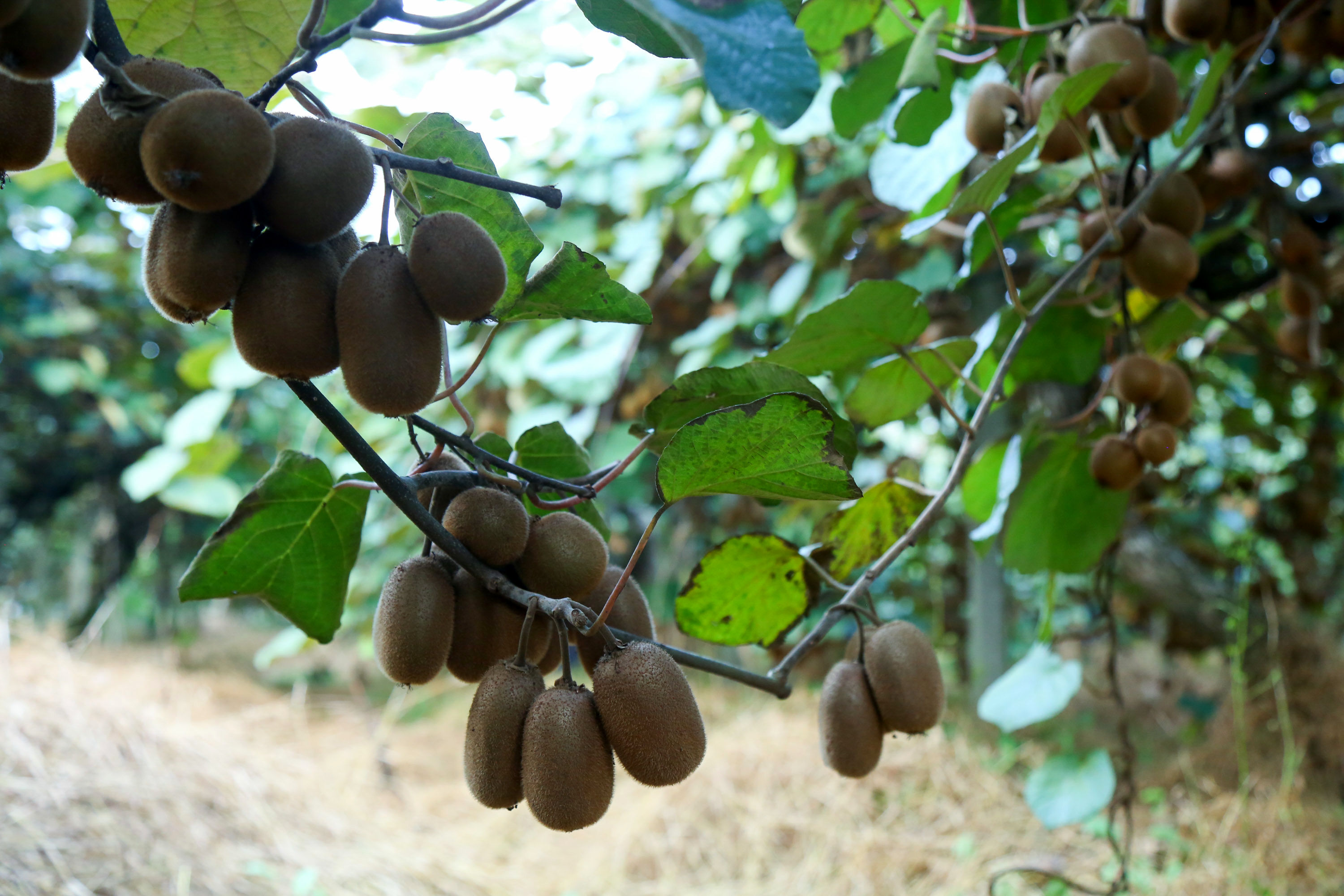  میوه ای شگفت انگیز به نام کیوی 