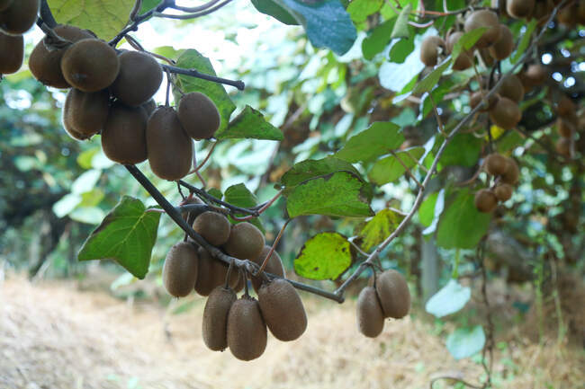  میوه ای شگفت انگیز به نام کیوی 