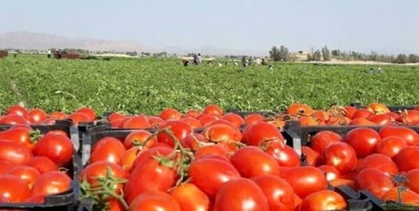 پیش بینی برداشت بیش از ۵۰ هزار تن گوجه فرنگی در بیضاء 