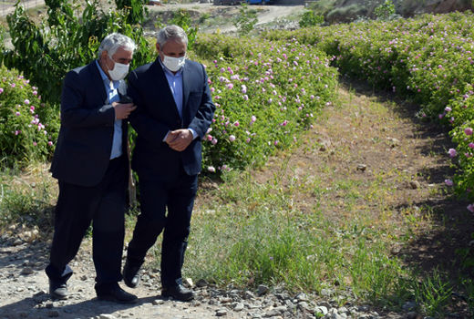  ارائه تسهیلات با نرخ چهار درصد به کشت انواع گیاهان دارویی از سوی جهاد کشاورزی