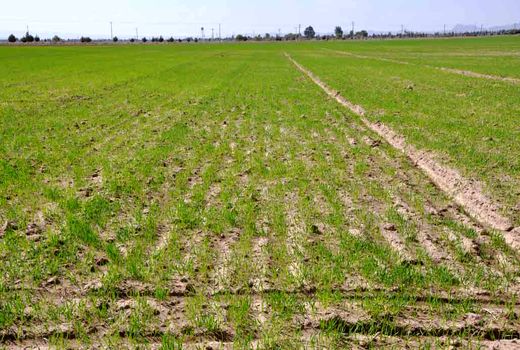 کشت پاییزه درسطح 130هزارهکتاردرسیستان وبلوچستان انجام می‌شود