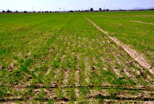 کشت پاییزه درسطح 130هزارهکتاردرسیستان وبلوچستان انجام می‌شود
