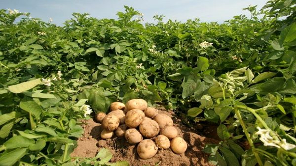 ۳۴۰ هزار تن سیب زمینی در کردستان تولید می‌شود
