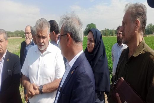 رصد و ارزیابی ۶۰۰ رقم گوجه‌فرنگی در مرکز آموزش عالی امام خمینی(ره)