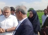 رصد و ارزیابی ۶۰۰ رقم گوجه‌فرنگی در مرکز آموزش عالی امام خمینی(ره)