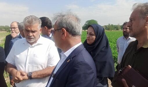 رصد و ارزیابی ۶۰۰ رقم گوجه‌فرنگی در مرکز آموزش عالی امام خمینی(ره)