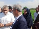 رصد و ارزیابی ۶۰۰ رقم گوجه‌فرنگی در مرکز آموزش عالی امام خمینی(ره)