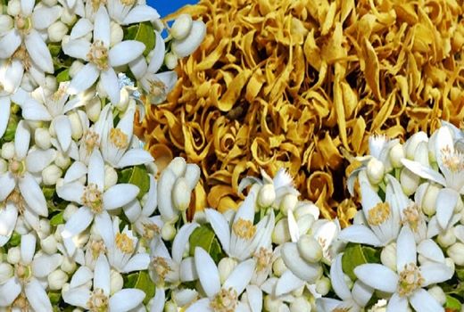 برداشت بهار از نارنجستان های فارس