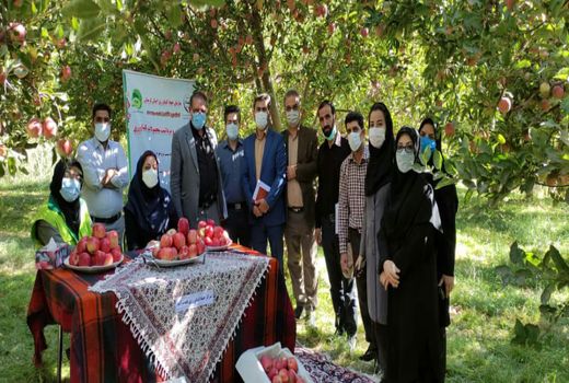  جشنواره آنلاین برداشت سیب در شهرستان بروجرد 