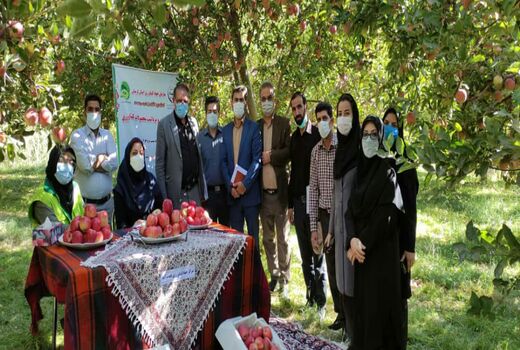  جشنواره آنلاین برداشت سیب در شهرستان بروجرد 
