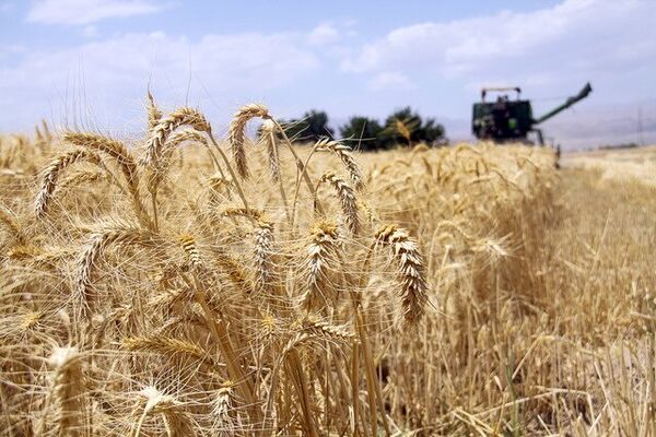 خرید تضمینی گندم در چهارمحال و بختیاری از فردا آغاز می شود